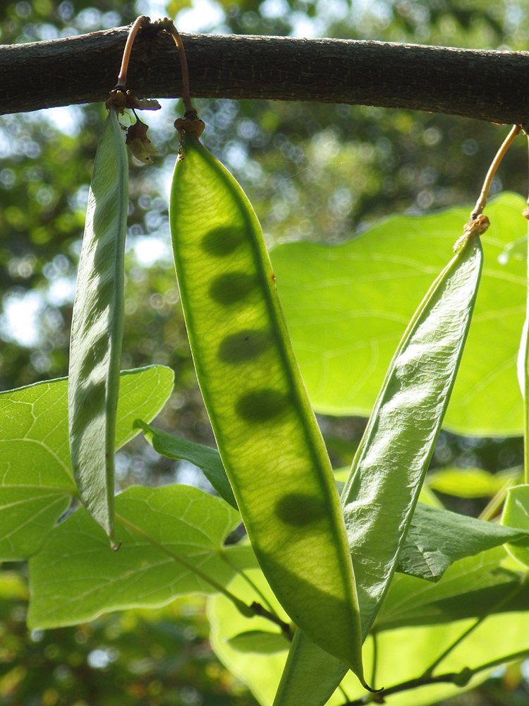 Cercis canadensis Immature Fruit JWB15.JPG