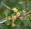 Cercocarpus ledifolius Flowers 2 JWB.JPG