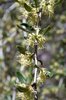 Cercocarpus ledifolius Flowers HMS16.JPG