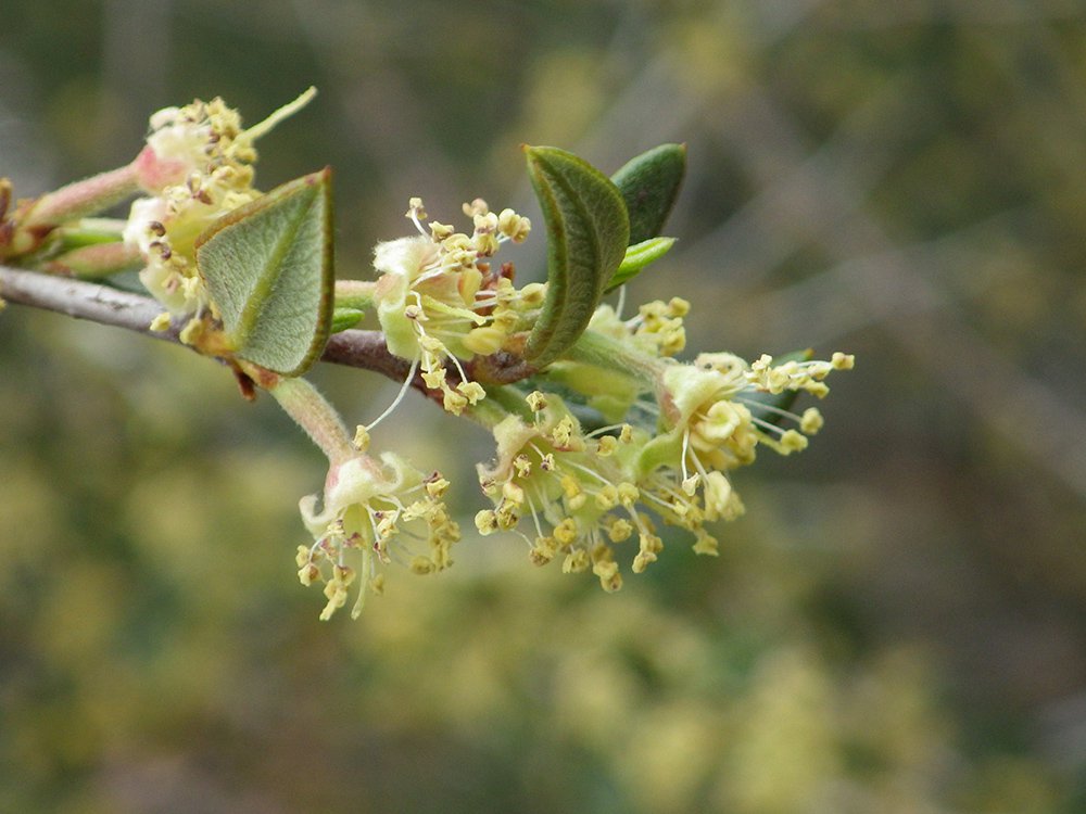 Cercocarpus ledifolius Flowers JWB15.JPG