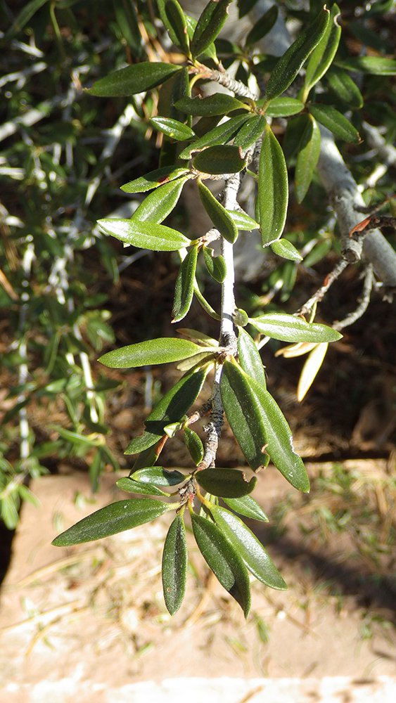 Cercocarpus ledifolius Leaves JWB15.JPG