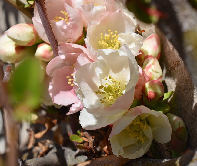 Chaenomeles-&#x27;Toyo-Nishiki&#x27;-Flowers-1-MJD21.JPG