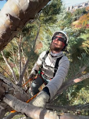 Charlie Perington doing some pruning high in the trees