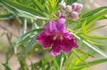 Chiliopsis-linearis-'Bubba'-Flower-1-JMH21.JPG