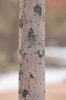 Chilopsis-linearis-Bark-1-GLE20.JPG