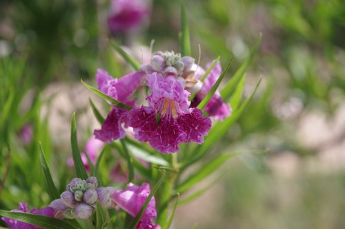Chilopsis-linearis-'Bubba'-Flower-1-JWB22.JPG