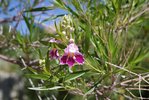 Chilopsis-linearis-Flower-1-JWB22.JPG