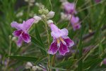 Chilopsis-linearis-Flowers-1-JWB19.JPG