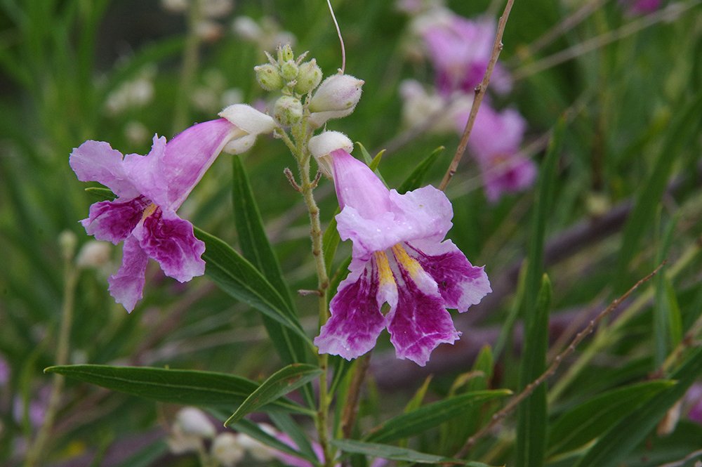 Chilopsis-linearis-Flowers-1-JWB19.JPG