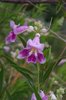 Chilopsis-linearis-Flowers-2-JWB19.JPG