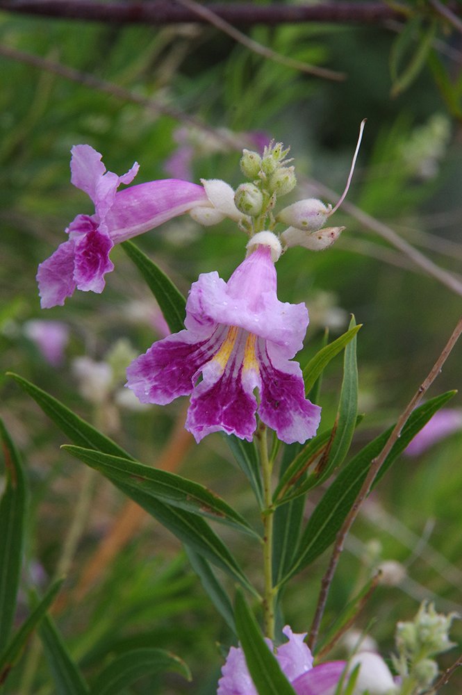 Chilopsis-linearis-Flowers-2-JWB19.JPG