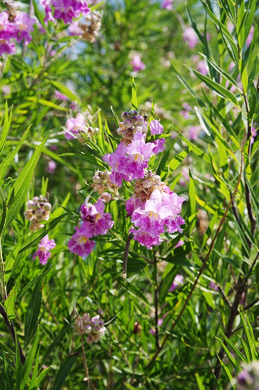 Chilopsis-linearis-Flowers-Summer-HMS24