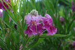 Chilopsis linearis Flowers 2 JWB18.JPG