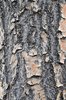 Chionanthus-retusus-Bark-1-GLE20.JPG