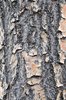 Chionanthus-retusus-Bark-1-GLE21.JPG