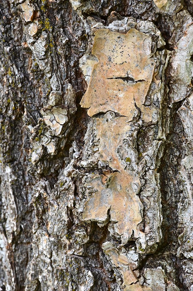 Chionanthus-retusus-Bark-1-GLE22.JPG