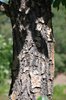 Chionanthus-retusus-Bark-1-SUM19.JPG
