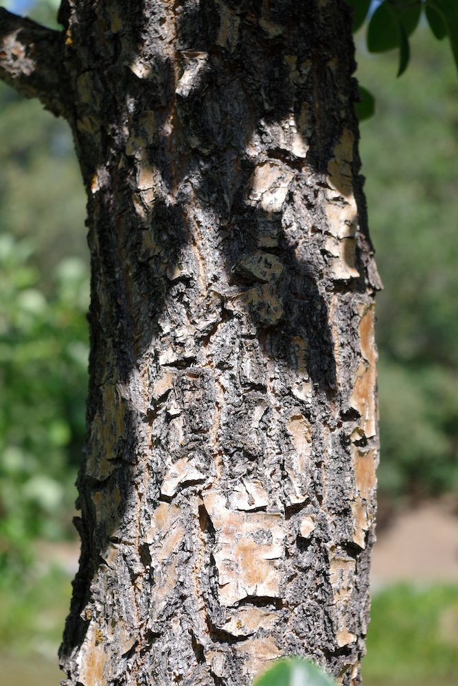 Chionanthus-retusus-Bark-1-SUM19.JPG