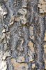 Chionanthus-retusus-Bark-2-GLE21.JPG