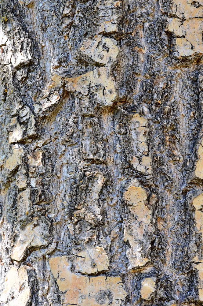 Chionanthus-retusus-Bark-2-GLE21.JPG