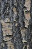 Chionanthus-retusus-Bark-3-GLE20.JPG