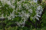 Chionanthus-retusus-Flowers-1-GLE22.JPG