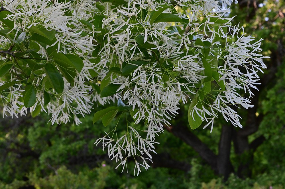 Chionanthus-retusus-Flowers-1-GLE22.JPG