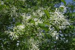 Chionanthus-retusus-Flowers-1-LEG18.JPG