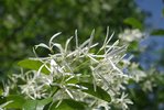 Chionanthus-retusus-Flowers-2-LEG18.JPG