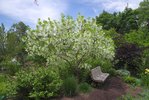 Chionanthus-retusus-Habit-in-Bloom-1-JWB23.JPG