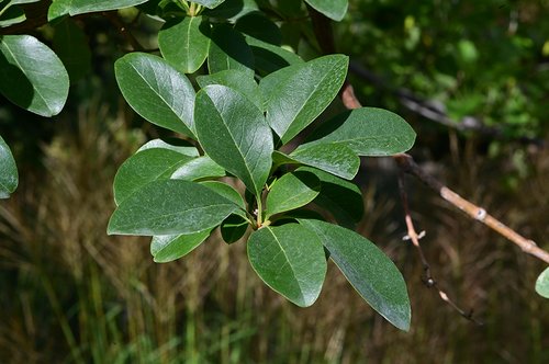 Chionanthus-retusus-Leaves-1-GLE22.JPG