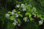 Chionanthus-virginicus-Flowers-1-JWB19.JPG