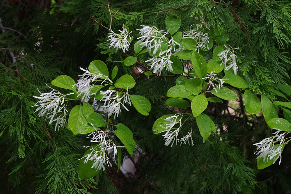Chionanthus-virginicus-Flowers-1-JWB19.JPG