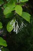 Chionanthus-virginicus-Flowers-2-JWB19.JPG