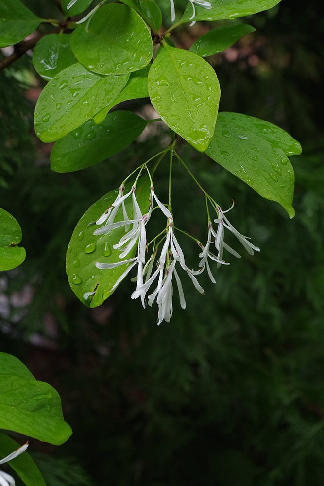 Chionanthus-virginicus-Flowers-2-JWB19.JPG