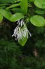 Chionanthus-virginicus-Flowers-3-JWB19.JPG