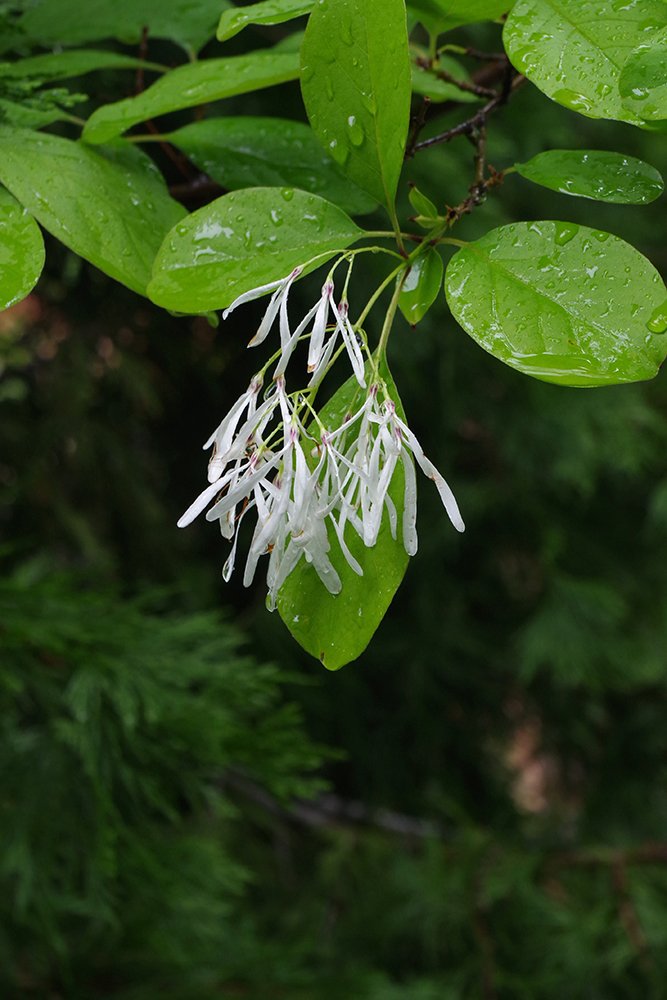 Chionanthus-virginicus-Flowers-3-JWB19.JPG
