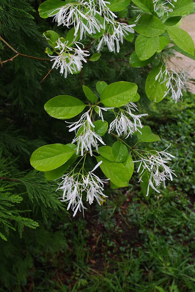 Chionanthus-virginicus-Flowers-4-JWB19.JPG