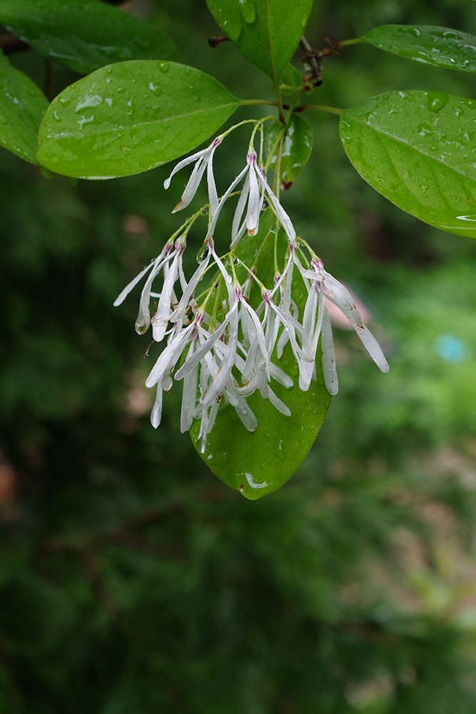 Chionanthus-virginicus-Flowers-5-JWB19.JPG