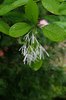 Chionanthus-virginicus-Flowers-6-JWB19.JPG