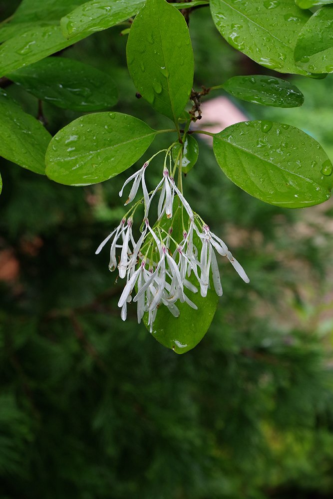 Chionanthus-virginicus-Flowers-6-JWB19.JPG