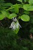 Chionanthus-virginicus-Flowers-7-JWB19.JPG