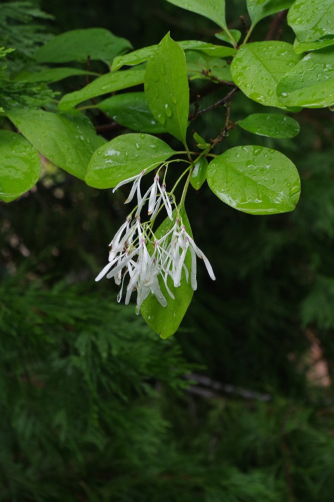 Chionanthus-virginicus-Flowers-7-JWB19.JPG