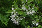 Chionanthus-virginicus-Flowers-8-JWB19.JPG