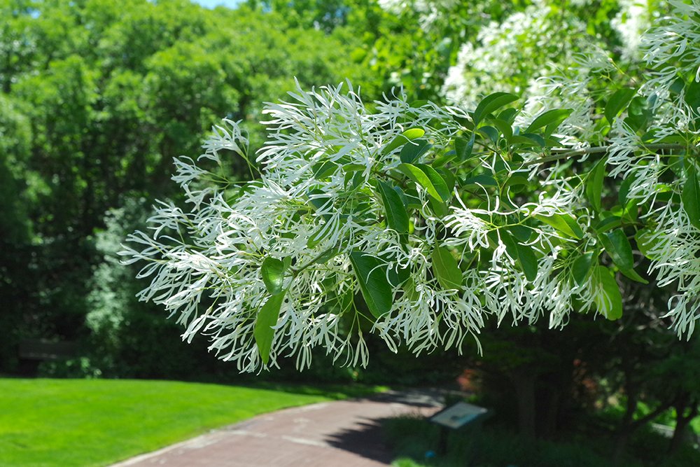 Chionanthus retusus Flowers 1 JWB18.JPG