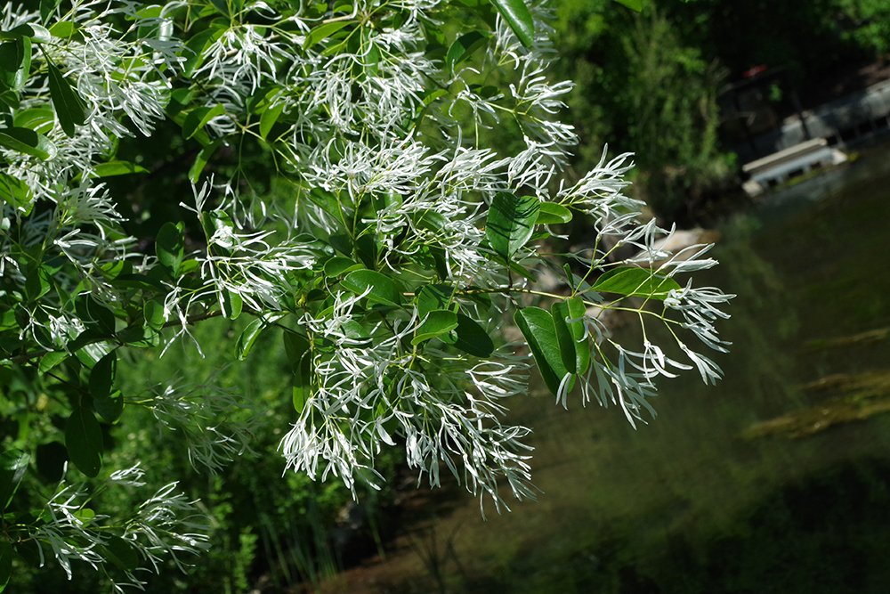 Chionanthus retusus Flowers 2 JWB18.JPG