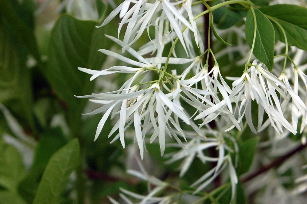 Chionanthus retusus Flowers JWB.JPG