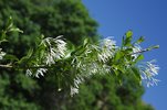 Chionanthus retusus Flowers JWB14.JPG