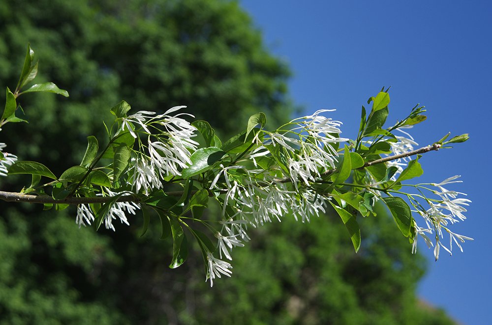 Chionanthus retusus Flowers JWB14.JPG