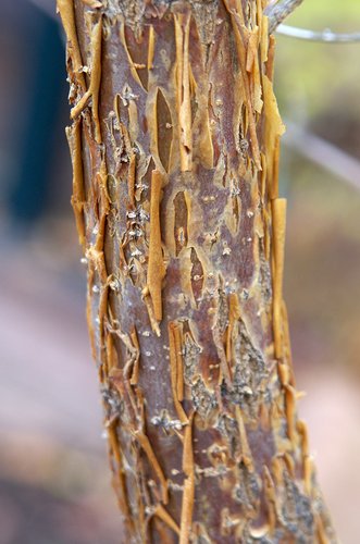 Chionanthus virginicus Bark JWB13.JPG